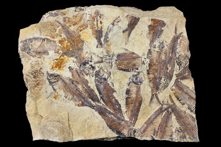 Fossil Fish (Gosiutichthys) Mortality Plate - Lake Gosiute #130005